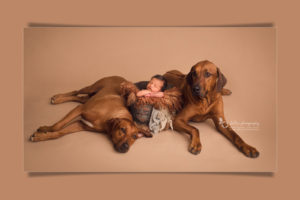 vancouver-newborn-photography-with-dog