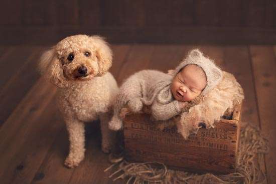 newborn photography brown with dog